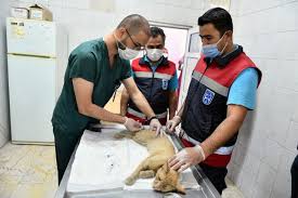Ankara Da Tum Kedi Ve Kopeklere Ucretsiz Kuduz Asisi Gazete Ruzgarli