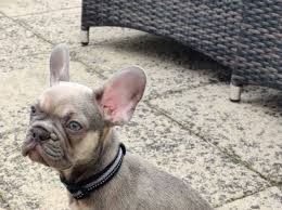 Find a lilac french bulldog on gumtree, the #1 site for dogs & puppies for sale classifieds ads in.32 ads. Kc Reg 12 Week Old Lilac Fawn French Bulldog Pup In Dewsbury Wf12 On Freeads Classifieds French Bulldogs Classifieds