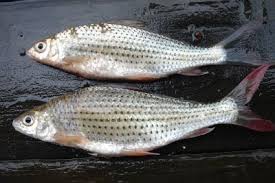 Iklan bahasa jawa sabun dan shampo. Ikan Pekasam Menu Pembuka Selera