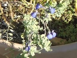 Blue oak council's copyleft license families in json format. Plantfiles Pictures Salvia Species Blue Oak Sage Electric Blue Sage Germander Sage Salvia Chamaedryoides By Booboo1410