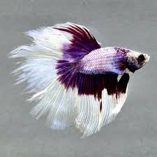 Choosing your betta fish's name can be a tricky thing to do. Live Betta Fish Purple Butterfly Half Moon Rare Ju128 Male From Thailand Ebay Betta Fish Betta Betta Aquarium