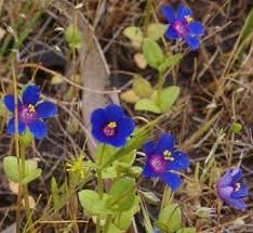 Image result for Lysimachia arvensis