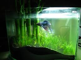 Betta And Bamboo Tank Betta Tank Betta Aquarium Bamboo Tank