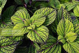 Huge collection, amazing choice, 100+ million high quality, affordable rf and rm images. Solenostemon Scutell Stock Photo By Tim Gainey Image 0461640