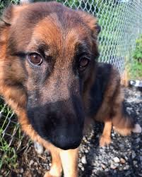 They are considered to be very intelligent call those in your state, and perhaps surrounding states, and ask if they have rescued any gsd puppies. Officials At Least 10 German Shepherds Found After Being Abandoned In New Jersey Cbs New York