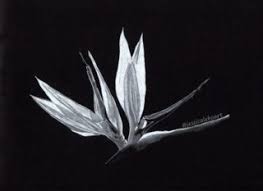 Sketch Bird Of Paradise Drawing All Drawings Black Paper Drawing Pencil Drawings Of Flowers Black Paper