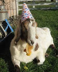 19 Animals Wearing Party Hats Birthday Humor Funny Happy Birthday Pictures Birthday Wishes Funny