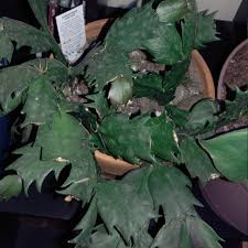In the 1990's, a number of named series were introduced quickly being distributed under series names like the thor series from denmark, and dancer series from the netherlands. Schlumbergera Truncata Caribbean Dancer Schlumbergera Caribbean Dancer In Gardentags Plant Encyclopedia