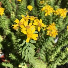 Image result for Euryops
