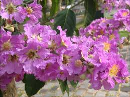 We did not find results for: Lagerstroemia Speciosa Flos Reginae Tree 20 500 Seeds Queens Crape Myr The Plant Attraction