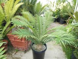 Image result for Encephalartos lebomboensis