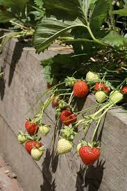 there s something about growing your own strawberries that brings out the passionate in people my theory is edible garden gardening courses organic gardening
