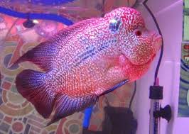 Ciri khas ikan louhan srd adalah ukuran benjolan di bagian kepalanya yang. Cara Membedakan Louhan Jantan Dan Betina Ikan Info