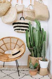 Cactus Para Decorar Interiores Decoracion De Entrada Plantas De Interior Decoracion De Unas