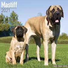 How much does a mastiff puppy cost? Mastiff Calendar English Mastiff Dog Breed Calendars 2020 2021 Wall Calendars 16 Month By Avonside Megacalendars 9781785809026 Amazon Com Books