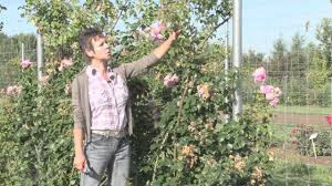 Für den schnitt sollten sie die schere ungefähr 5 mm oberhalb einer knospe beziehungsweise eines blattaustriebes (siehe foto) schräg ansetzen.so vermeiden sie, dass sich regenwasser an der schnittstelle sammelt, da es durch den schrägen schnitt gut abfliessen kann. Sommerschnitt An Beet Grossstrauch Und Kletterrosen Youtube