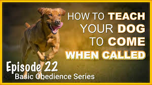 We did not find results for: How To Teach Your Dog To Come When Called Episode 22 Youtube