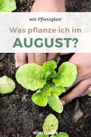 Aussaat Pflanzen Im August Beispiel Pflanzplan Wurzelwerk Pflanzen Pflanzplan Garten Pflanzen