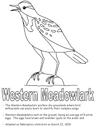 This coloring sheet continues the christian adoption coloring book from mandy groce. Western Meadowlark Coloring Page