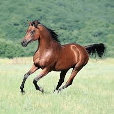 2,860 likes · 7 talking about this · 17 were here. 15 Arabian Horse Facts For Kids And Equestrians