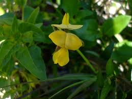 Image result for Vigna luteola
