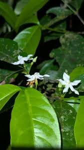 Image result for Malouetia