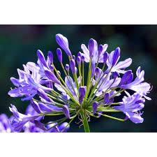 Altre definizioni per la risposta ireos: Fiore Blu Violetto Con Foglie A Spada Cruciverba Vector Il Mazzo Con Il Giglio Di Spada O Di Gladiolo In Questa Pianta Ha La Foglia Liscia E Di Un