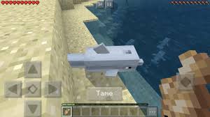 Minecraft What Do Dolphins Eat - Youtube