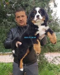 Bernese Yavrulari Satilik Satilik Kopekler Kopek Bernese Dag Kopegi Coban Kopegi