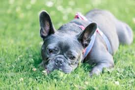 Breeder of quality blue, chocolate and lilac french bulldogs located in texas! Blue French Bulldog Breed Info 5 Must Know Facts Perfect Dog Breeds