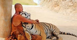 Arti mimpi mendengar auman harimau. Penafsiran Mimpi Tentang Apa Yang Diimpikan Seekor Harimau Apa Yang Diimpikan Harimau Mimpi Interpretasi Harimau