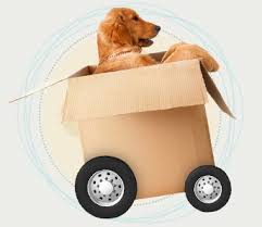 Goodfirms has listed all the top logistics companies in south africa offering these services in the country such as robust procurement, maintenance, personnel, facilities, and transportation framework under one roof. Pet Movers South Africa For Your Pet Transport Needs