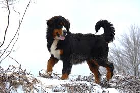 Should they take after their bernese mountain dog parent, they will be a large, fluffy, energetic, playful, and friendly dog that makes a great family pet. About Mini Bernese Violet Hill Puppies