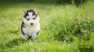 These shots protect them from a if you are concerned about how to give the shots, your vet can also talk you through the process or however, most are more than happy to help you learn if it is in the best interest of your puppy. Puppy Vaccinations Prevent Disease In Puppies Vets4pets