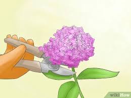 Hydrangeas produce a sap at the bottom of the stems that needs to be sealed off so they can soak up water. How To Prune Hydrangeas 9 Steps With Pictures Wikihow