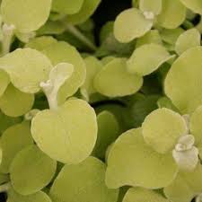 Image result for Helichrysum lineare