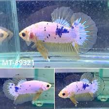 Mt 89321 Yellow Fancy Star Tail Halfmoon Plakat Live Male Betta Grade A In 2020 Betta Halfmoon Betta Fancy