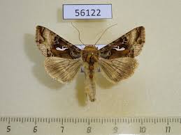 Image result for Autographa macrogamma