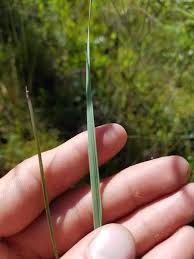 Image result for Ctenium