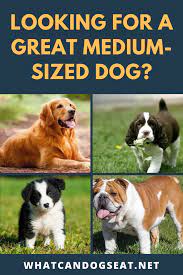 Looking For A Great Medium Sized Dog Dog Breeds Medium Medium Sized Dogs Active Dogs Breeds