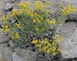 Image result for Senecio kayomborum