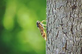 La cigale est accueillante, animée et conviviale. 6 Choses A Savoir Sur Les Cigales