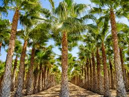 Check out updated best hotels & restaurants near palm groves (palmeral) of elche. Palm Groves Palmeral In Elche Near Alicante In Spain Stock Photo Picture And Royalty Free Image Image 124004724