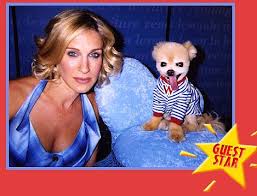 The Glorious Story Of Mr Winkle First Animal Star Of The Internet Cutest Dog Ever Cute Dogs Mr