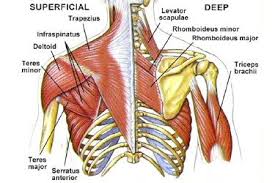 Pin On Anatomy