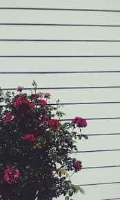 Collection by jay mi • last updated 3 weeks ago. Grunge Tumblr Aesthetic Flower Wallpapers Top Free Grunge Tumblr Aesthetic Flower Backgrounds Wallpaperaccess