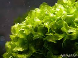 Image result for Lomariopsis