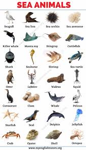 Sea Animals List Of 25 Animals That Live In The Sea With The Picture My English Tutors