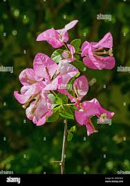 Image result for Nyctaginaceae