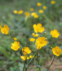 Ranunculus Japonicas Japanese Buttercup Treasures Of Mt Takao Takao 599 Museum